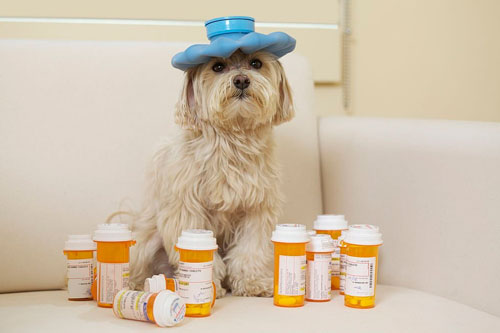 Pet Medication Compounding in Virginia and Michigan