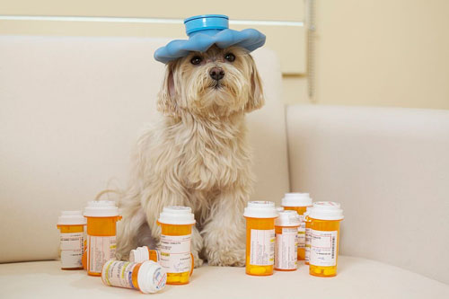 Pet Medication Compounding in Michigan