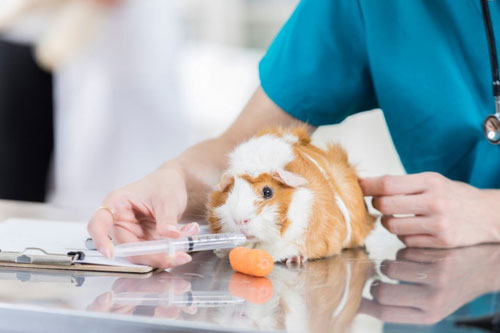 Veterinary Compounding Pharmacy in Virginia and Michigan
